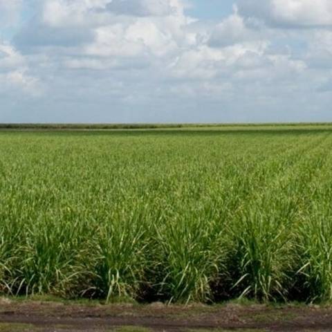 Florida Sugar Cane League